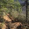 Lower Mt. Cammerer Trail in the February afternoon sun.