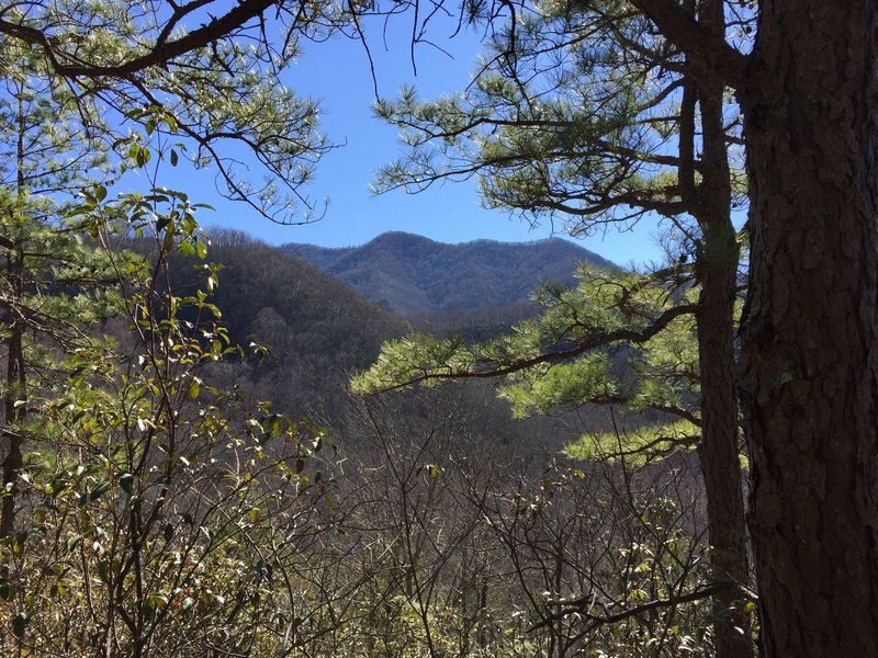 Winter view from Lower Mt. Cammerer Trail.