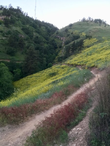 Looking back down the trail, and up the ravine.