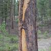 You can see the effects of fire on one of the trees along the trail. Lightning struck this tree, and left a spiral scar that persists to this day.