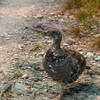 A spruce grouse near Swiftcurrent Pass.