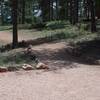 The Sawmill departs the Ponderosa Loop Trail and heads out into more remote areas of the park