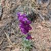 In the spring, flowers bloom along the trail adding wonderful color to the area.