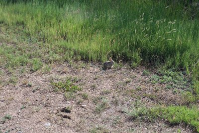 A small rabbit sits next to the trail along the marsh. The marsh is a great place to see animals and birds throughout the day.