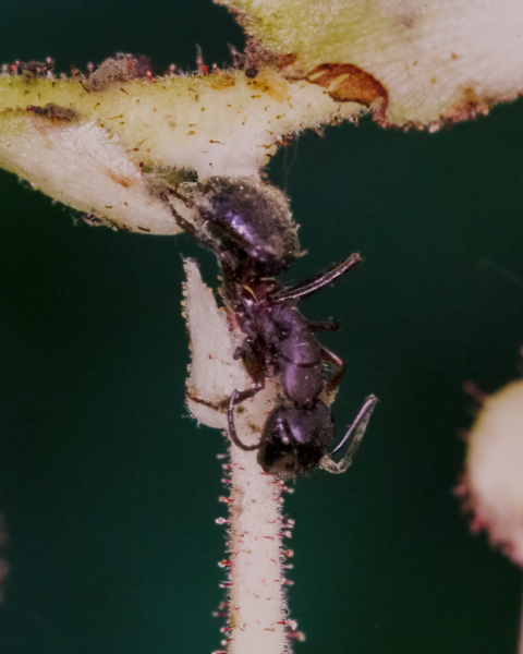 An ant trying to reach a not-yet-ripe berry