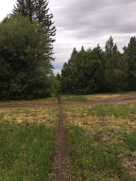 Maple Syrup Trail