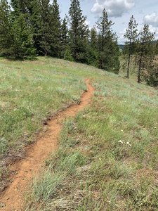 Newly cleared trail section.