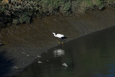A snow egret feeds along the trail in the evening.