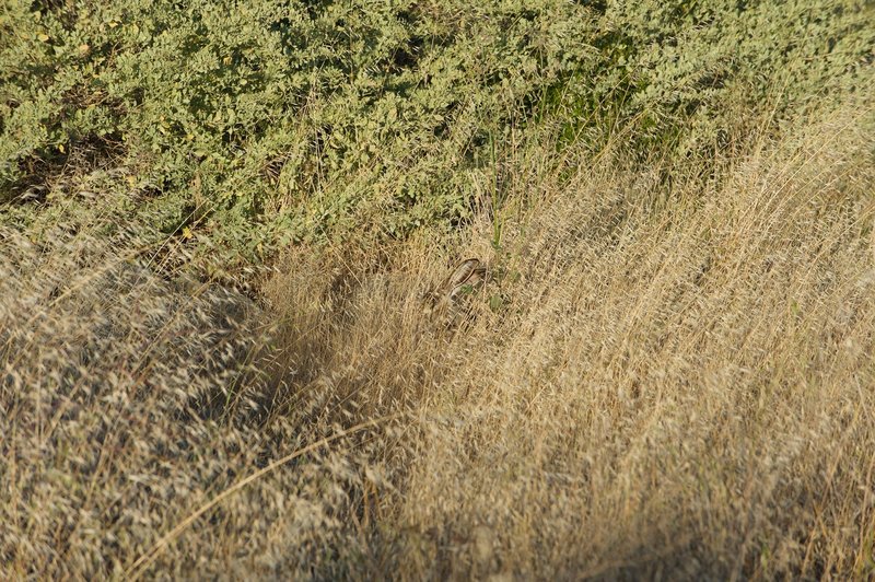 A jack rabbit hides in the tall grass along the trail. Be on the look out for ears, which stand above the grass.