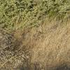 A jack rabbit hides in the tall grass along the trail. Be on the look out for ears, which stand above the grass.