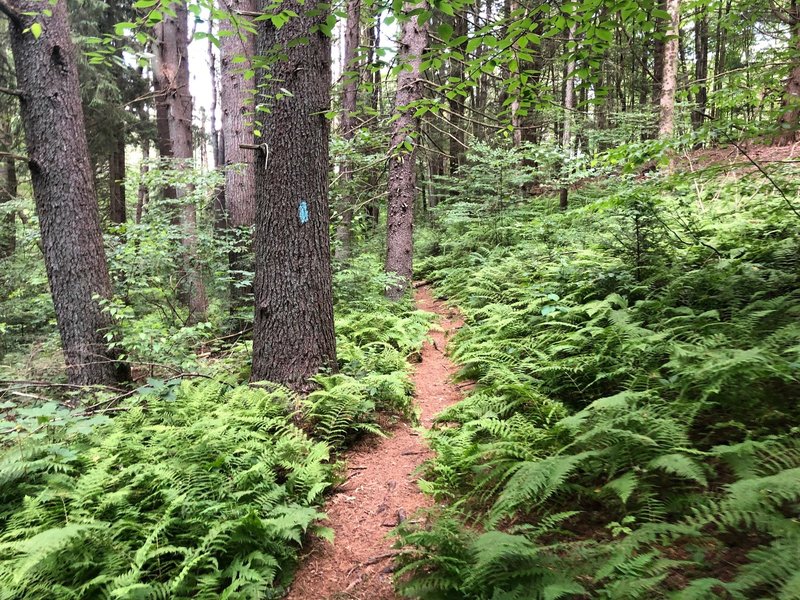 Along the Mattatuck Trail.