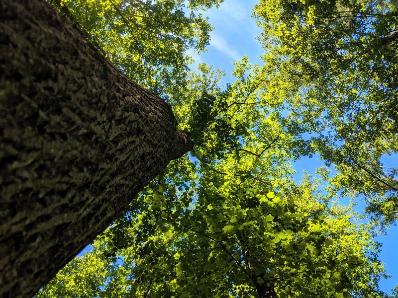 Prime example of the large poplar trees that stand along the Tall Poplar Trail.