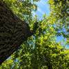 Prime example of the large poplar trees that stand along the Tall Poplar Trail.