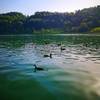 Lakeside relaxation - and common coot chicks!