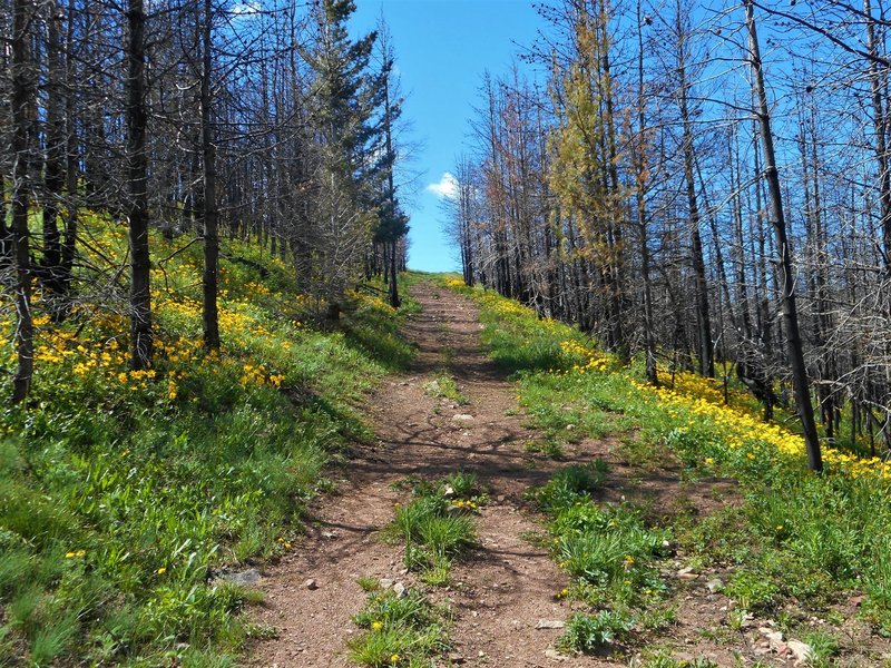 Beautiful wildflowers along the trail.