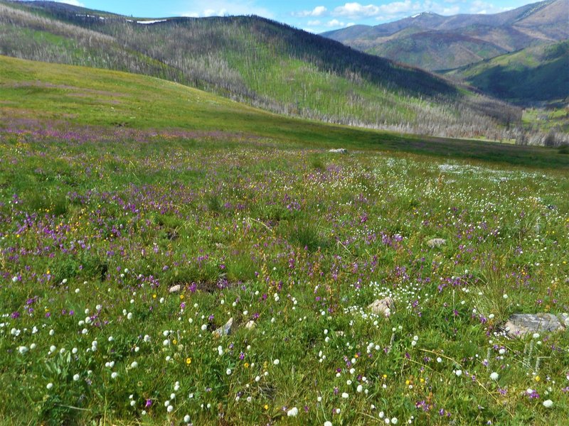 Wildflower meadow along the trail.