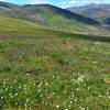 Wildflower meadow along the trail.