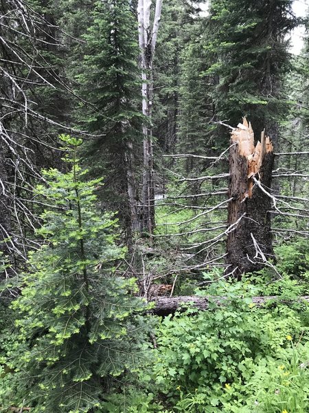 View of trail junction with Bear Creek Trail.