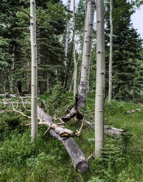 Aspen trees at the fork of the Marion Mine Trail and the St. Charles Trail.