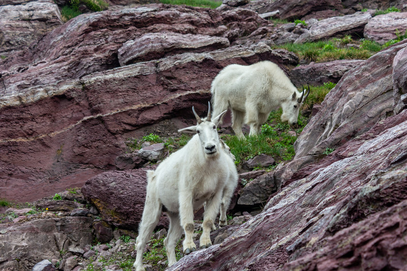 Mountain Goats near Gunsight Pass