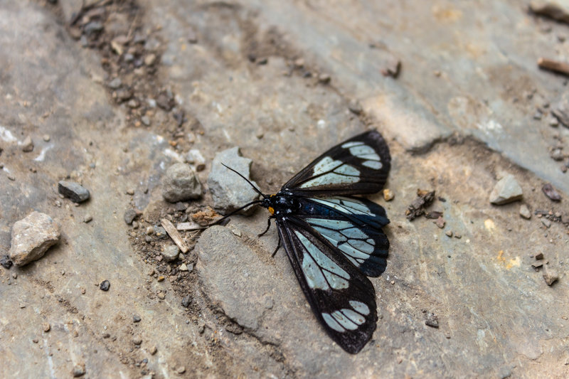 Police Car Moth on Gunsight Pass Trail