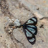 Police Car Moth on Gunsight Pass Trail