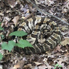 Great short hike. Limited elevation changes. Keep your eyes on the trail as we saw this monster timber rattlesnake on 7/1
