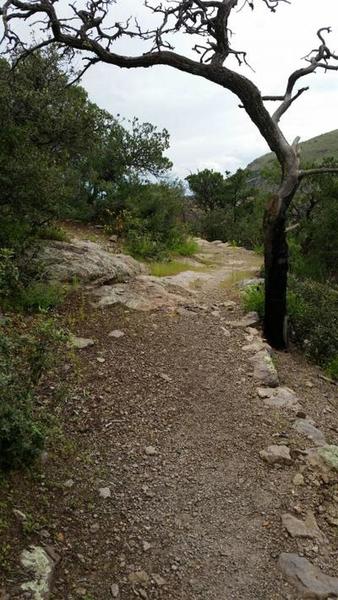 A little shade along the trail