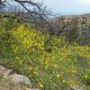 Wildflower in bloom