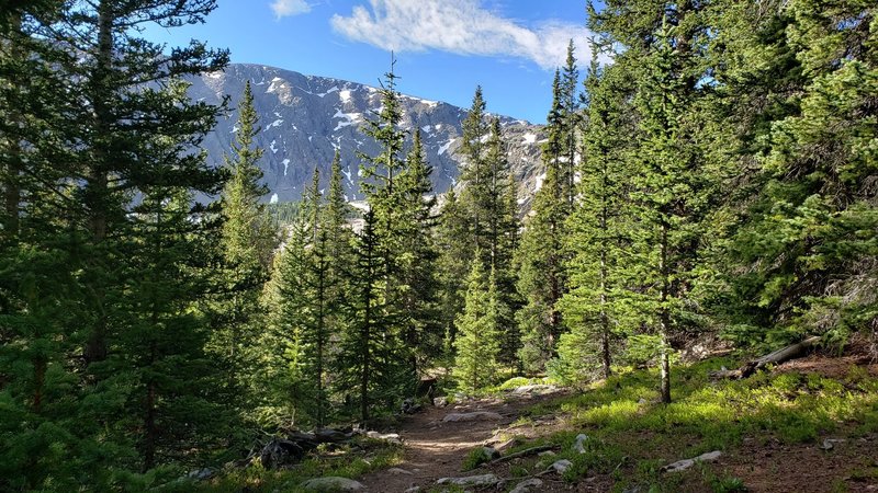 Gray Wolf peaking through the firs