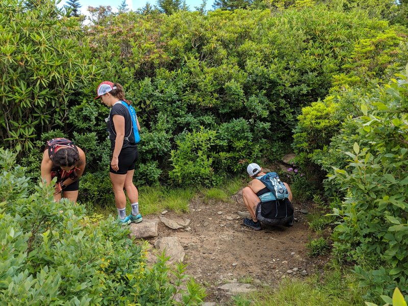 Head right to go up to Shining Rock, left to keep heading down towards Art Loeb/giant quartz rocks