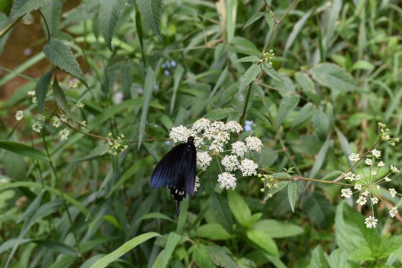 Monarch butterfly