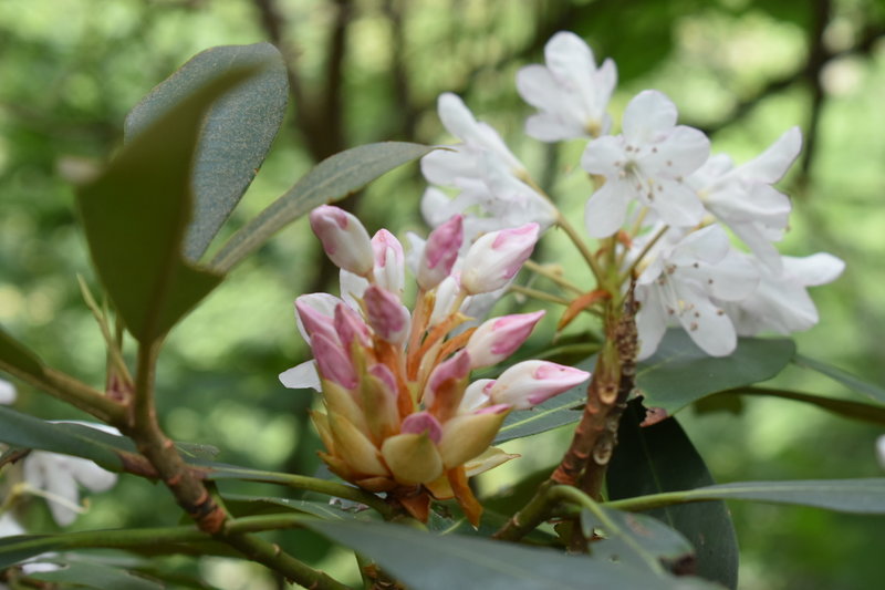 Mountain Laurel