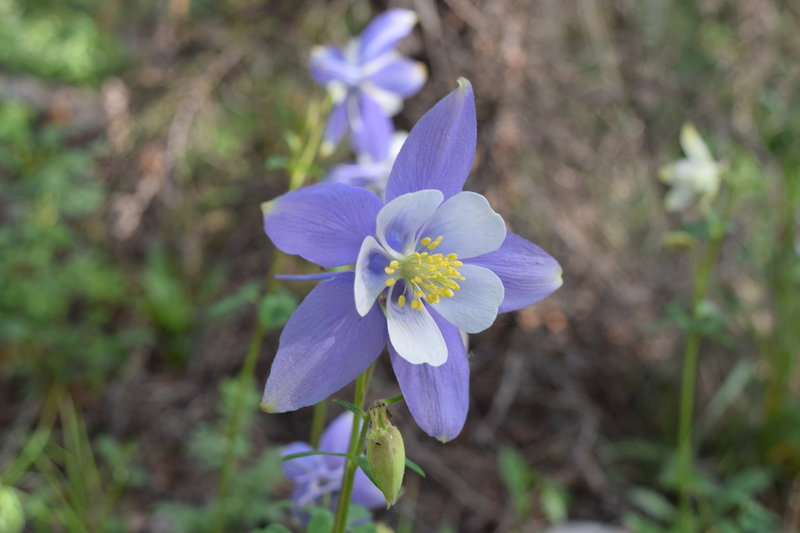 The wildflowers are in full bloom and incredible all along the trail.