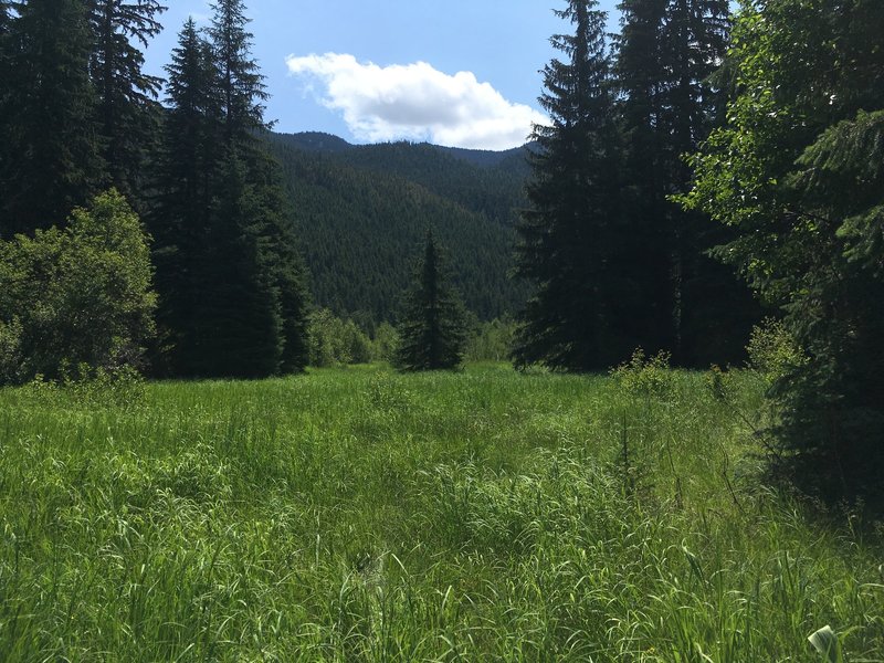 Meadow near North Fork of Tieton River