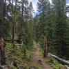 The trail winds in and out of the shaded coniferous forest, shown here in the first few miles