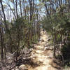 Hiker on the Organ Pipes track