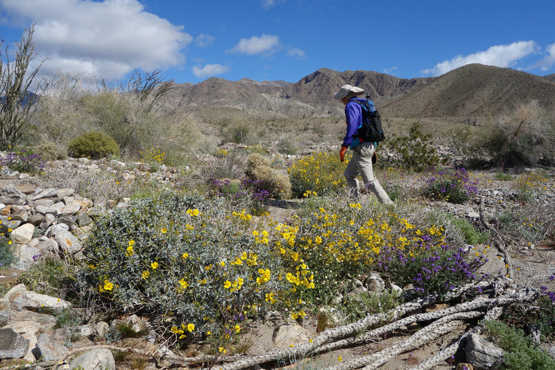 Super bloom in Palo Verde Wash