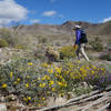 Super bloom in Palo Verde Wash