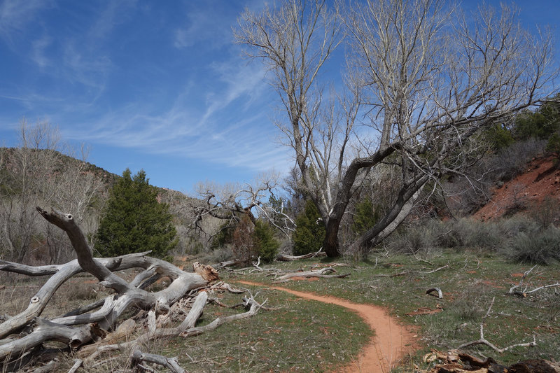 Singletrack though Kolob Canyon