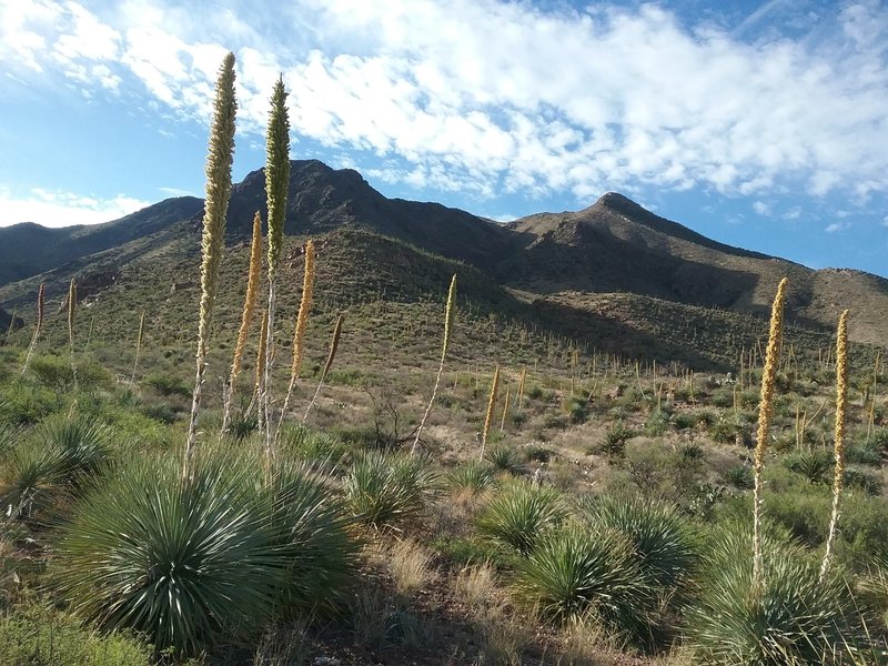 Start of trail in the summer with sotols in bloom.