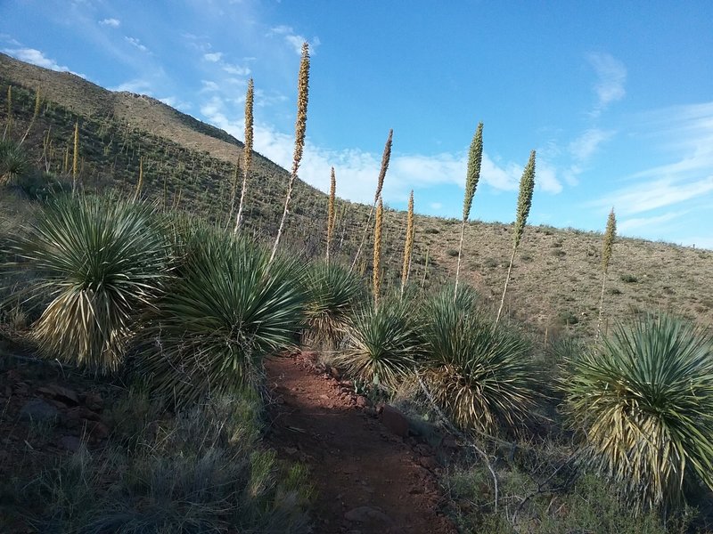 Looking South on the trail