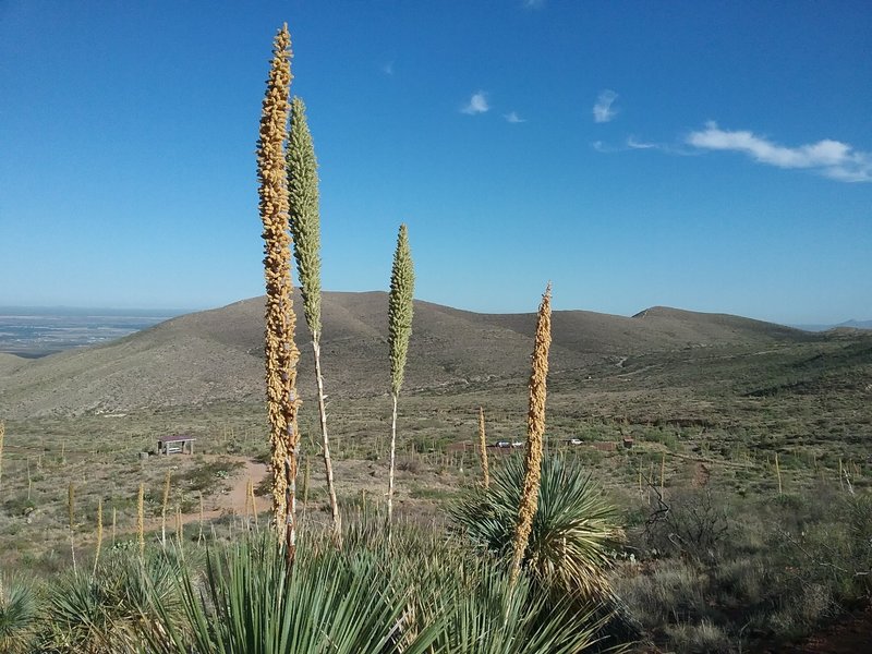 Looking NW from the trail, sotols in bloom