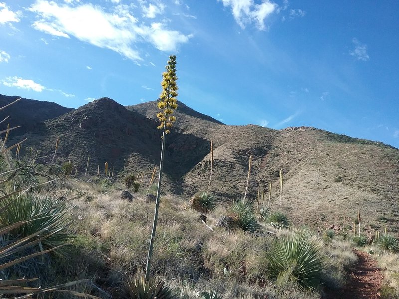 Agave in bloom