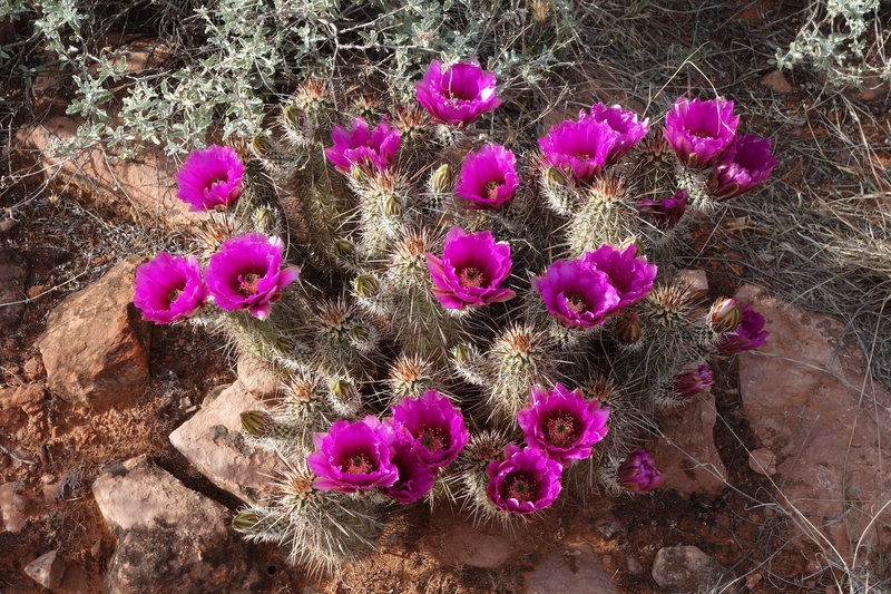 Cactus in bloom on the Courthouse Butte loop trail