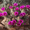 Cactus in bloom on the Courthouse Butte loop trail