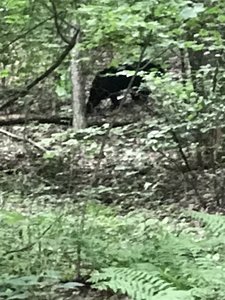 Bear at the beginning of the hike