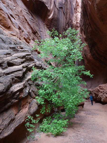 Short slot canyon off of Long Canyon.