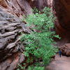 Short slot canyon off of Long Canyon.