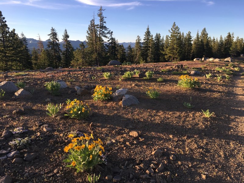 Spring flowers dot the trail.